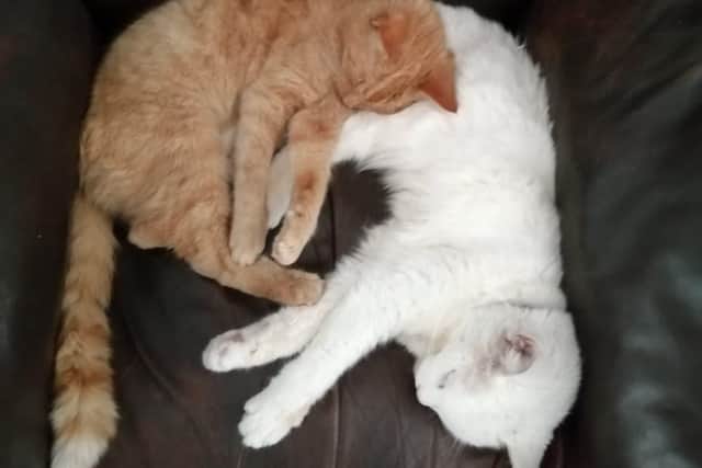 Ginger Sparkle, pictured with her son, was a much-loved family cat