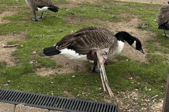 Hank the Honker has a condition called Angel Wing, but is very well cared for at his Willen Lake home in MK