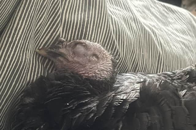 The turkey snuggles in bed with her owners