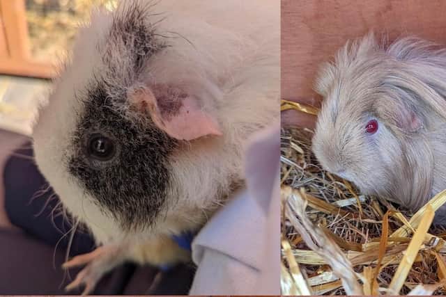 Brenda and Myrtle were found dumped in a shoebox in woods
