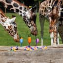 Rothschild Giraffes enjoying their summer 'party'