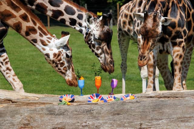 Rothschild Giraffes enjoying their summer 'party'