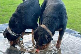 Two of Maggie Docherty's three Rottweilers  that are to compete at Crufts next week