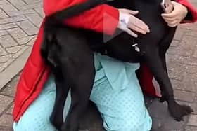 Leanne relies upon Nala to keep her safe