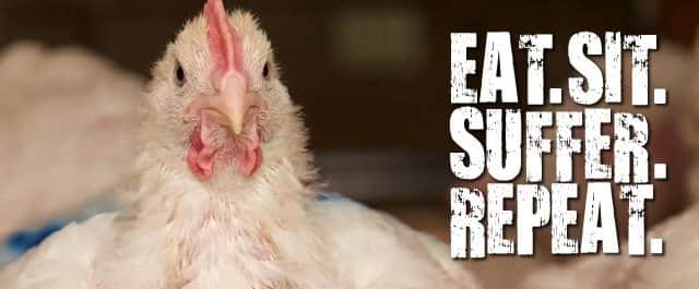 The RSPCA is running a campaign to improve the lives of chickens