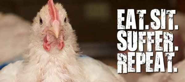 The RSPCA is running a campaign to improve the lives of chickens