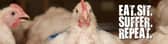 The RSPCA is running a campaign to improve the lives of chickens