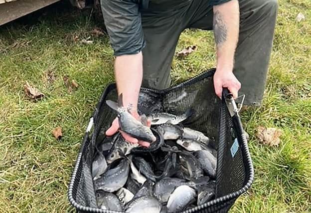 Hundreds of small tench have been added to MK lakes