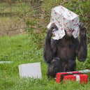 An endangered chimpanzee having some pre-Christmas fun unwrapping special treats designed to enrich their diet