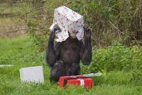 An endangered chimpanzee having some pre-Christmas fun unwrapping special treats designed to enrich their diet