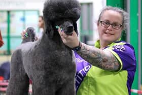 Amie Gale, multi award winning dog Groomer