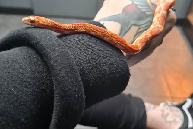 Chico the corn snake has now been found safe and well