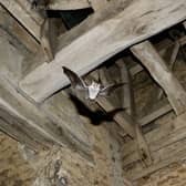 Bats in an ancient church
