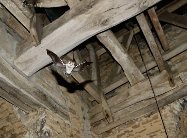 Bats in an ancient church