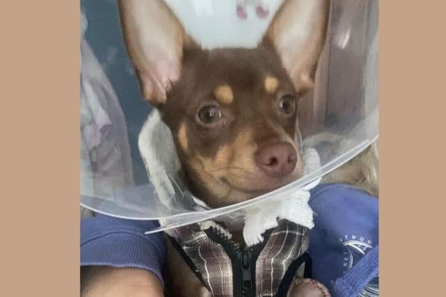 Little Queso the puppy after his surgery to mend his fracture and re-align his leg. Photo: gofundme