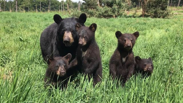Win a VIP safari adventure experience for four people at Woburn Safari Park