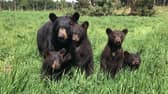 Win a VIP safari adventure experience for four people at Woburn Safari Park