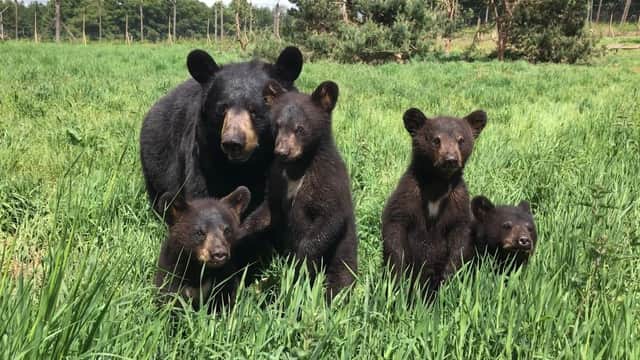 Win a VIP safari adventure experience for four people at Woburn Safari Park