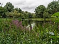 Milton Keynes and Buckinghamshire is home to a wide range of habitats and species.