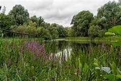 Milton Keynes and Buckinghamshire is home to a wide range of habitats and species.