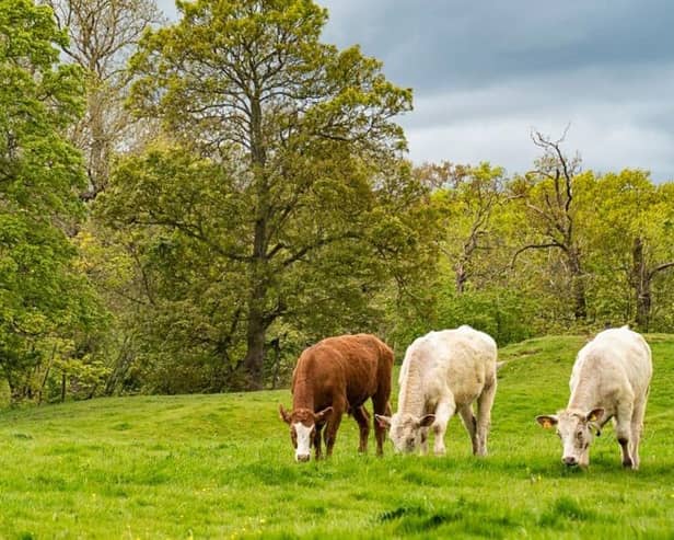 Cows will appear on certain parkland in Milton Keynes very soon
