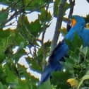 Mia the parrot in the tree. Photo: Submitted