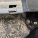 Stig the cat somehow survived the bin lorry's giant crushers