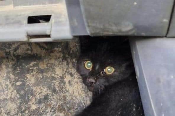 Stig the cat somehow survived the bin lorry's giant crushers