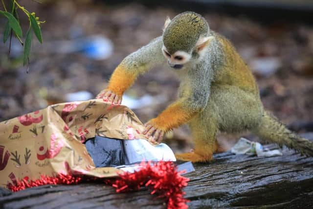 Squirrel Monkey, Noodle, is intrigued to find out what festive surprise awaits him in his Christmas