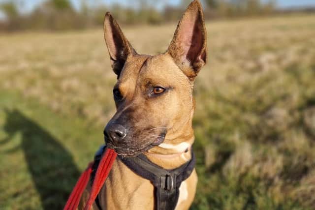 NAWT Bedfordshire's April, who arrived from Cornwall after being picked up as a stray. Can you help find her a loving home?