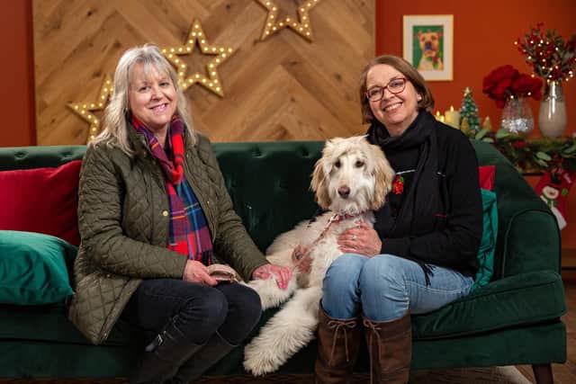 Lady the Cocker Spaniel stray has to overcome her shyness when she meets Elizabeth, sister Sarah and her Afghan Hound Florence.