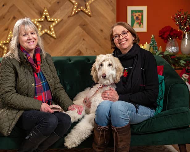 Lady the Cocker Spaniel stray has to overcome her shyness when she meets Elizabeth, sister Sarah and her Afghan Hound Florence.