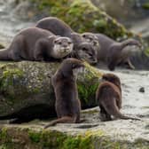 Otter pups with their family, Woburn Safari Park