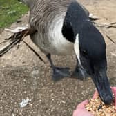 Hank the Honker is very tame and takes food gently from people's hands