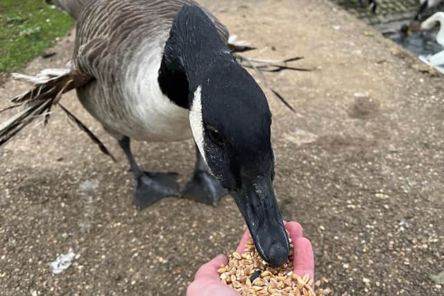 Hank the Honker is very tame and takes food gently from people's hands