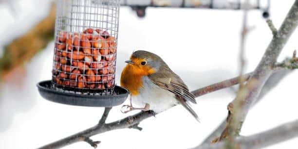 People in many parts of MK should stop completely feeding bird in their gardens, says Milton Keynes City Council