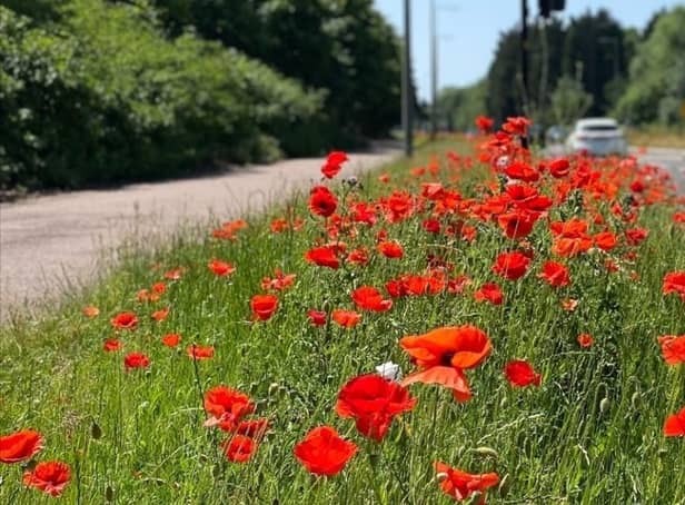 These poppies look spectacular alongside roads in MK