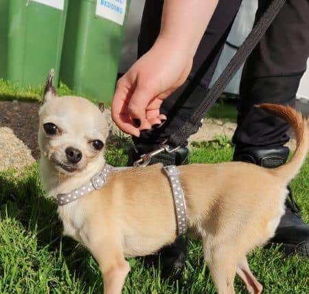 At the other end of the size scale is tiny Poppy, who's also look for a home through the National Animal Welfare Trust at Aspley Guise