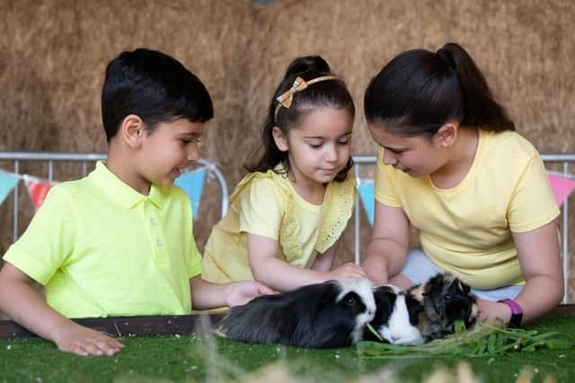 Small animal petting at Thrift Farm