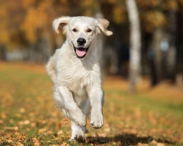 Does your dog have the waggiest tail in Milton Keynes?