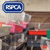 160 pet rabbits were found crammed into a domestic garage