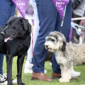 The Big Doggy Do is at Willen Lake in MK