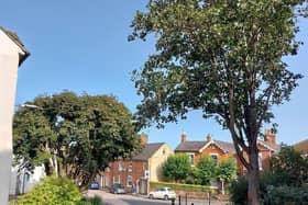 A company plans to fell these two trees in Newport Pagnell tomorrow (Wednesday). But protestors plan to form a human chain to stop them.