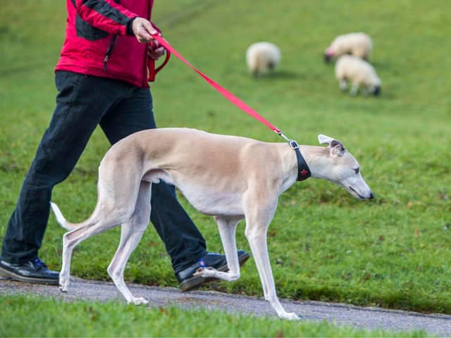 The Parks Trust has issued a reminder to dog walkers after an attack on grazing livestock resulted in one of their sheep having to be put down