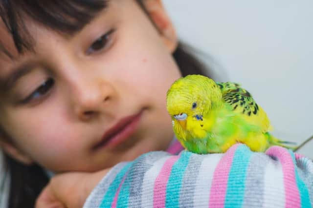 A budgie can make the ideal pet for children of all ages.