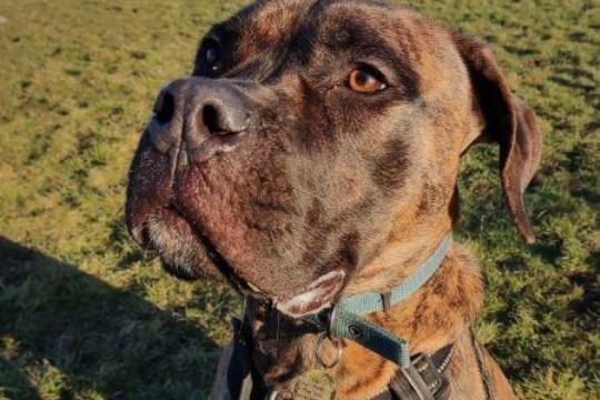 Caesar is a very sweet one-year-old mastiff cross who loves to be around people and having lots of fuss and attention. Caesar is a very playful boy who loves all types of toys and gets through them quickly, so loves regular shopping trips to pick out more. His favourite thing to do is explore new places and he loves his long walks in the woods. He will need a patient and confident new owner who will help him settle into the home. Phone: 01908 584000 Email: beds.reception@nawt.org.uk