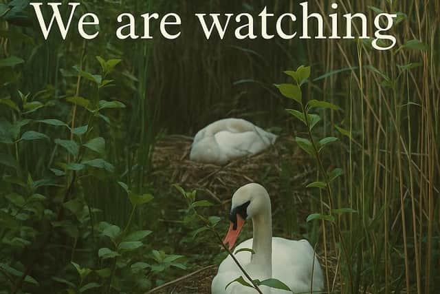 Hours before the attack, Swan rescuers had published this on social media in a bid to protect the eggs