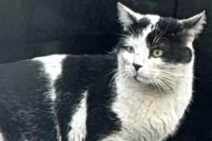 Mr Plod is enjoying a luxury life in the custody of the Milton Keynes RSPCA