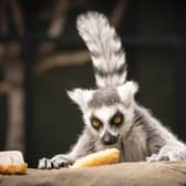 Image shows a ring-tailed lemur