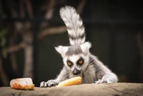 Image shows a ring-tailed lemur